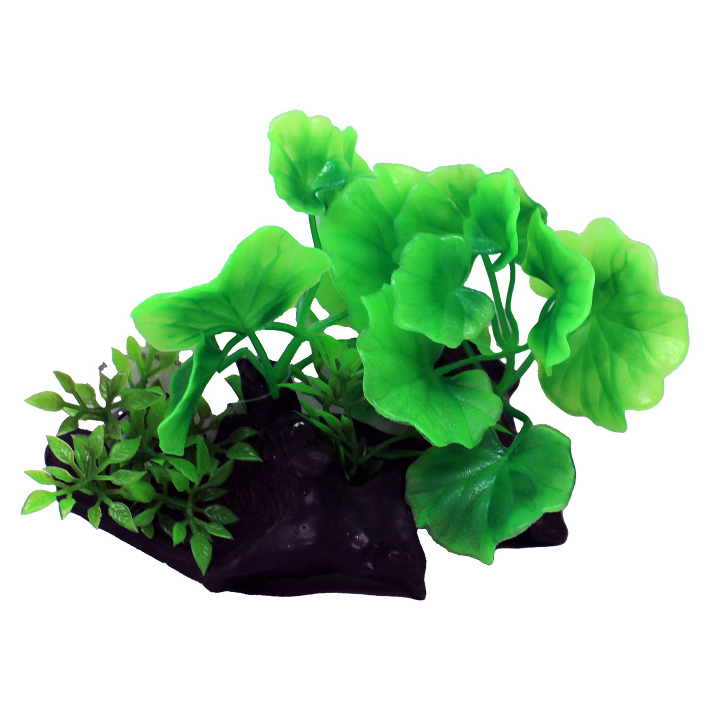 Underwater Treasures Natural Aquarium Plant Crinkle Leaf Plant 1 Count